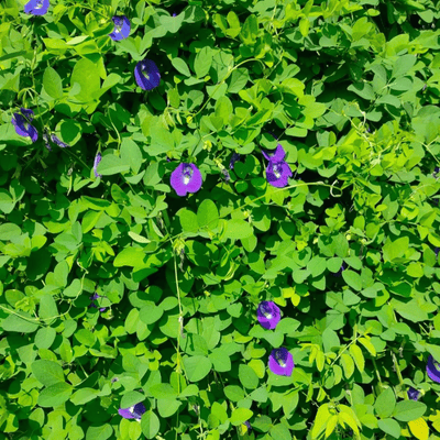 Bunga Kembang Telang