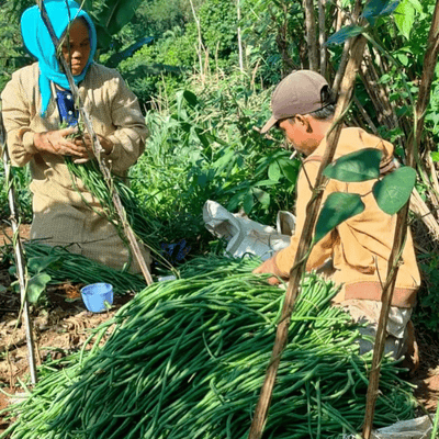 Kacang Panjang Dudu Farm